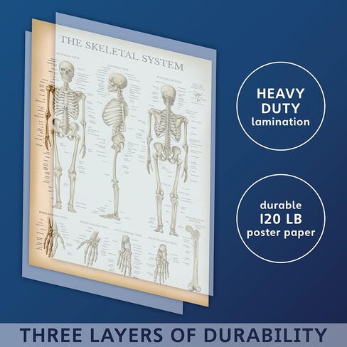 Palace Learning Vintage Skeletal System Anatomical Chart - Human Skeleton Anatomy Poster (LAMINATED, 18" x 24") in Saudi Arabia