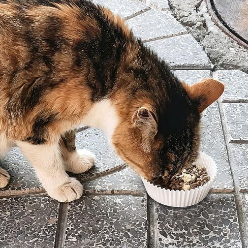200 Pcs Bulk Disposable Cat Bowls Liner, Cat Food Bowls Liners, Small Paper Liners for Small Dogs Cats Dish Bowl (White) in Kuwait