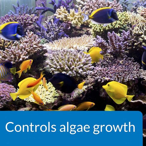API MARINE ALGAEFIX Algae Control 16-Ounce Bottle in Kuwait