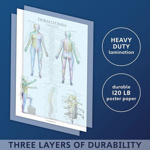 Palace Learning Dermatomes & Nervous System Anatomical Chart - Dermatomes Anatomy Poster in Kuwait