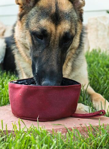 CALDO Collapsible Dog Bowl - Perfect for Food and Water on The Go (Burgundy) in Kuwait