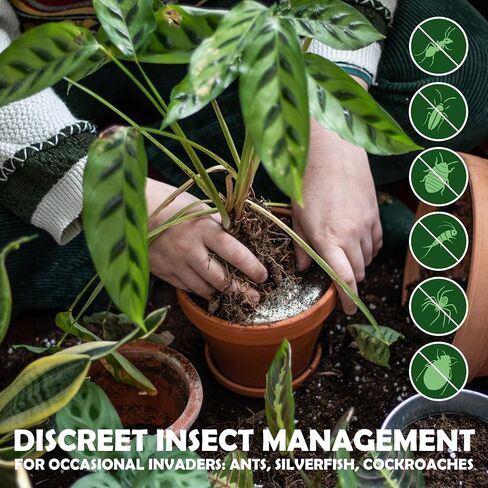 Diatomaceous Earth Food Grade Powder with Peppermint - Crawling Insect Killer for Bed Bugs, Roaches, Ants, Fleas - Indoor & Outdoor Pest Control | Family & Pet Safe | 1 lb in Kuwait