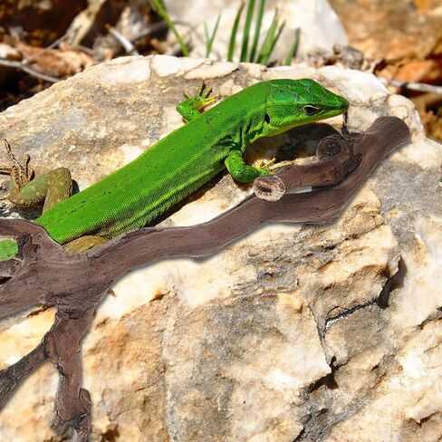 YARNOW 2pcs Branches for Reptiles: Reptile Wood Natural Branches - Bearded Dragon Tree Climbing Accessory Vivarium Habitat - Terrarium Tank Decor Accessories in Saudi Arabia