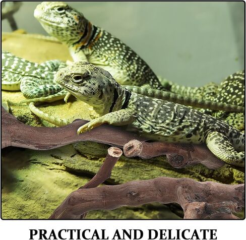YARNOW 2pcs Branches for Reptiles: Reptile Wood Natural Branches - Bearded Dragon Tree Climbing Accessory Vivarium Habitat - Terrarium Tank Decor Accessories in Saudi Arabia