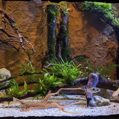 VICASKY 3pcs Natural Spider Wood Driftwood and Reptile Enclosures in Saudi Arabia