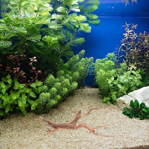 VICASKY 3pcs Natural Spider Wood Driftwood and Reptile Enclosures in Saudi Arabia