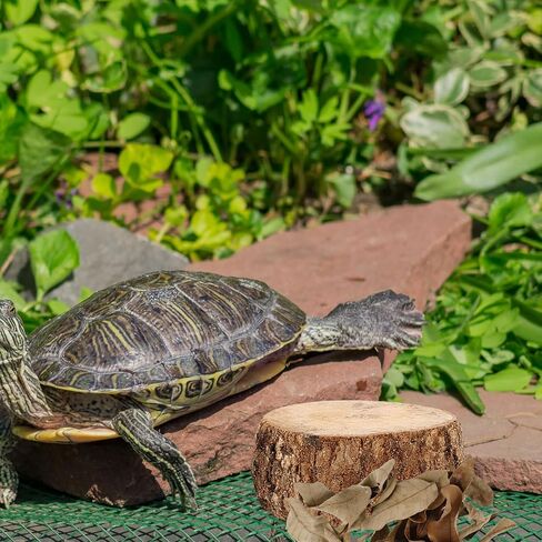 Wood Turtle Basking Platform Stump with Dried Leaves for Fish Tanks in Kuwait