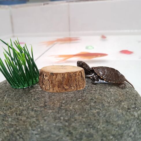 Wood Turtle Basking Platform Stump with Dried Leaves for Fish Tanks in Kuwait