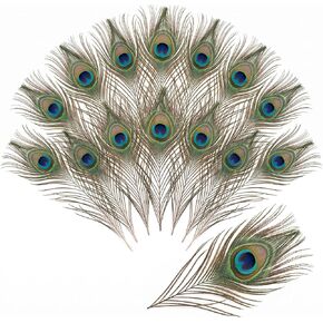 Xingamdd 8 Pcs 10-12“ Natural Craft Peacock Feathers for Home Centerpieces in Kuwait