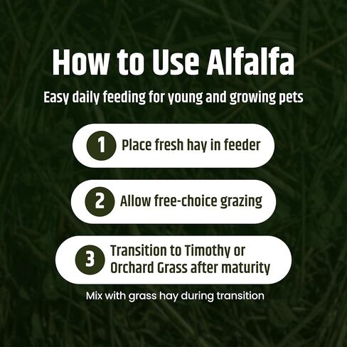 High Desert Alfalfa Hay for Young Rabbits and Guinea Pigs, 5 lb Box in Kuwait