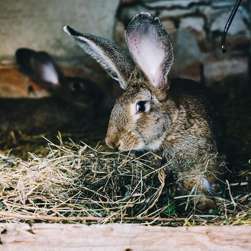 High Desert Alfalfa Hay for Young Rabbits and Guinea Pigs, 5 lb Box in Kuwait