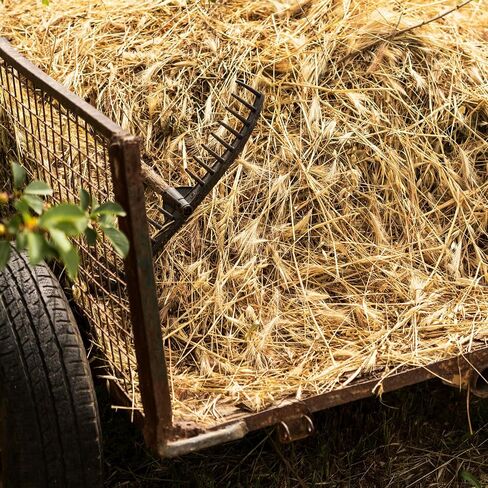 High Desert Alfalfa Hay for Young Rabbits and Guinea Pigs, 5 lb Box in Kuwait