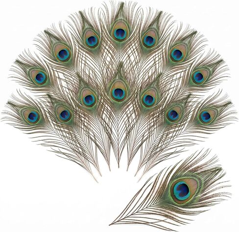 Xingamdd 8 Pcs 10-12“ Natural Craft Peacock Feathers for Home Centerpieces in Kuwait