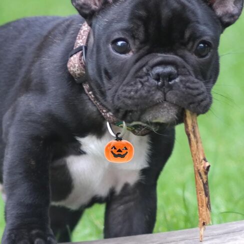 Pumpkin Bell: 20Pcs Mini Halloween Jingle Bells for Diy Crafts Pet Collar Ornaments Orange Pumpkin Decorations in Kuwait