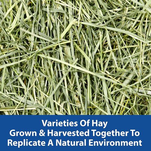Kaytee All Natural Timothy Hay Wild Meadow Hay Blend for Guinea Pigs, Rabbits & Other Small Animals, 24 Ounce in Kuwait
