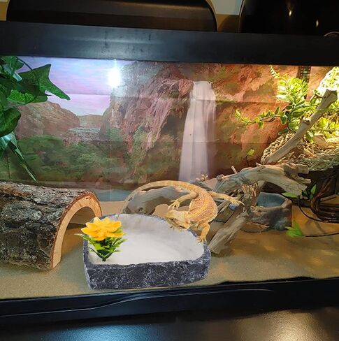Reptile Corner Food Bowl Water Dish,Snake Feed Dish with Artificial Plant Reptile Water Bowl Terrariums for Bearded Dragon Tortoise Chameleon Hermit Crabs Turtle Leopard Gecko Frog in Kuwait