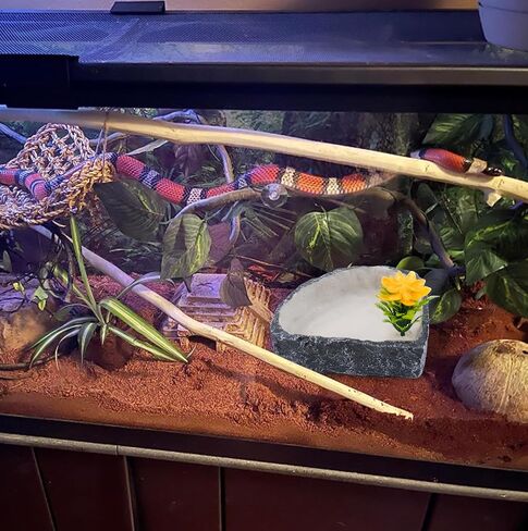 Reptile Corner Food Bowl Water Dish,Snake Feed Dish with Artificial Plant Reptile Water Bowl Terrariums for Bearded Dragon Tortoise Chameleon Hermit Crabs Turtle Leopard Gecko Frog in Kuwait