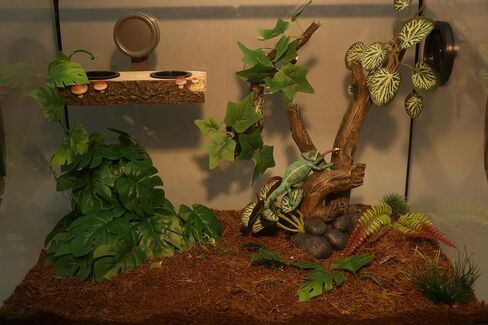 AQUA KT Reptile Climbing Tree Branch Rain Forest Style for Lizard in Kuwait