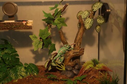 AQUA KT Reptile Climbing Tree Branch Rain Forest Style for Lizard in Kuwait