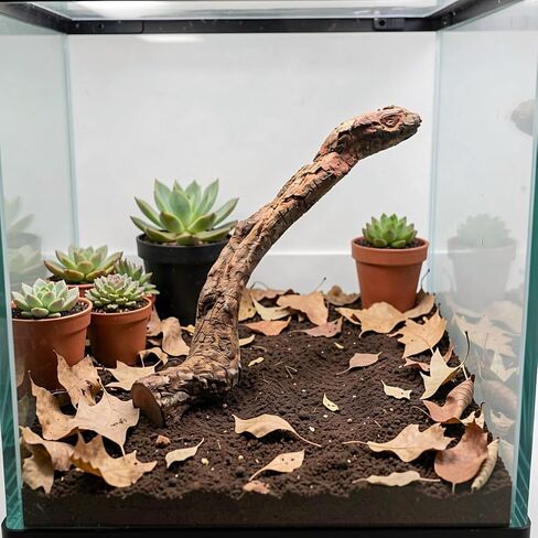 Milisten 4pcs Natural Wood Branches for Reptile Terrarium Climbing Decor in Saudi Arabia