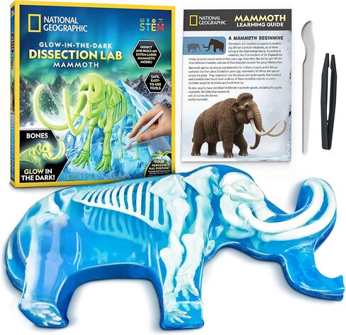 National Geographic Glow-in-the-Dark Shark Dissection Kit for Kids in Kuwait