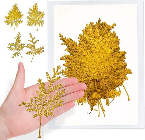 Purple Skeleton Leaves for Resin, 42PCS Natural Real Dried Pressed BodhiSkeleton Leaf for Resin Mold Art DIY Craft Candle Making Phone Case Wedding Home Decor in Saudi Arabia