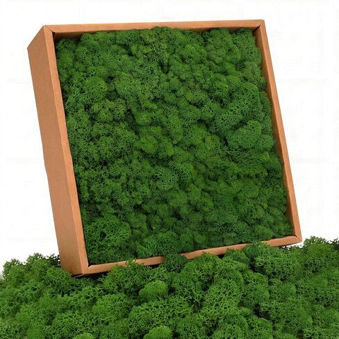 Preserved Reindeer Moss, Dark Green, 1.1 lb Real Moss for Crafts and Decor in Kuwait