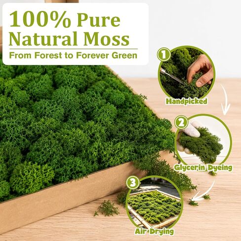 Preserved Reindeer Moss, Dark Green, 1.1 lb Real Moss for Crafts and Decor in Kuwait