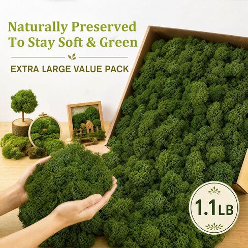 Preserved Reindeer Moss, Dark Green, 1.1 lb Real Moss for Crafts and Decor in Kuwait