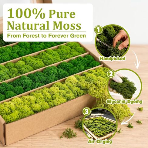 Preserved Reindeer Moss Mix, Natural Green, 1.1 lb in Kuwait