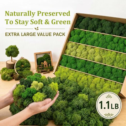 Preserved Reindeer Moss Mix, Natural Green, 1.1 lb in Kuwait