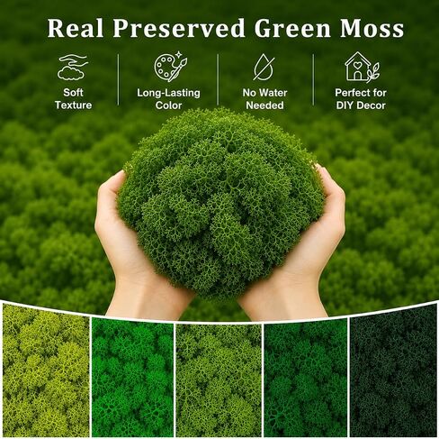 Preserved Reindeer Moss Mix, Natural Green, 1.1 lb in Kuwait