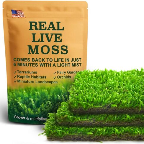 LuckyRunes Live Hypnum Moss 3-Pack 3.5x7in for Terrariums & Plant Decor in Saudi Arabia