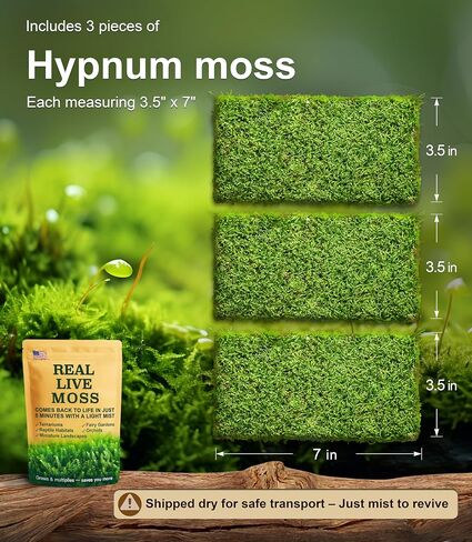 LuckyRunes Live Hypnum Moss 3-Pack 3.5x7in for Terrariums & Plant Decor in Saudi Arabia
