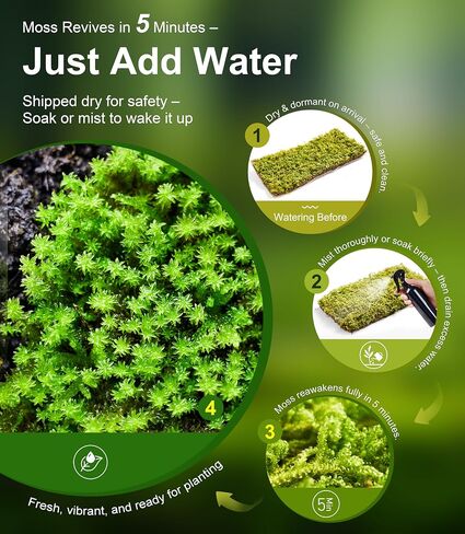 LuckyRunes Live Hypnum Moss 3-Pack 3.5x7in for Terrariums & Plant Decor in Saudi Arabia