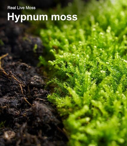 LuckyRunes Live Hypnum Moss 3-Pack 3.5x7in for Terrariums & Plant Decor in Saudi Arabia