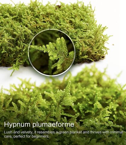 LuckyRunes Live Hypnum Moss 3-Pack 3.5x7in for Terrariums & Plant Decor in Saudi Arabia