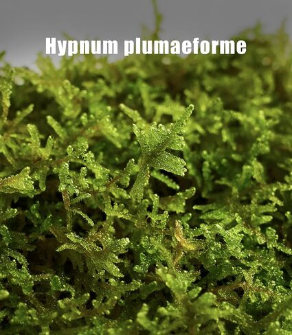 LuckyRunes Live Hypnum Moss 3-Pack 3.5x7in for Terrariums & Plant Decor in Saudi Arabia