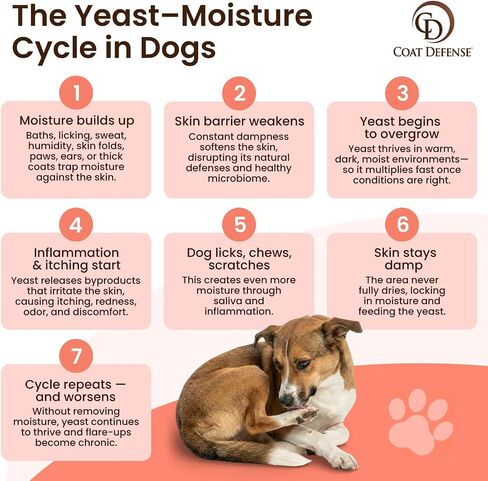 COAT DEFENSE Paw Licker Bundle | Daily Preventative Powder & Shampoo for Allergies and Itching | Yeast Infection Treatment for Dogs | Dog Shampoo Itchy Skin Relief | Dry Shampoo Yeast Powder for Dogs in Kuwait