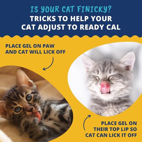 Under the Weather Pet | Ready Cal for Kitten | High Calorie Pet Nutritional Supplement for Weight Gain & Healthy Weight Maintenance | 10 Vitamins, 7 Minerals, Omega Fatty Acids & Carbohydrates | 80cc in Kuwait