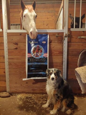 Nutrena Respond Beet Pulp Performance Horse Feed - 50 Pounds in Kuwait