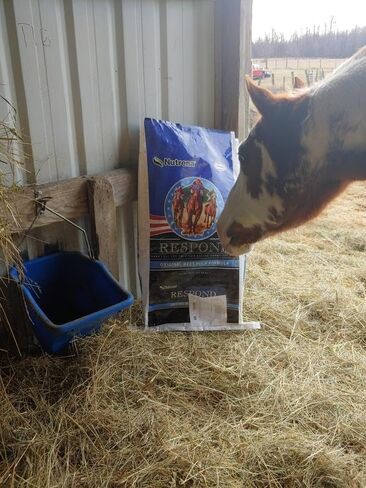 Nutrena Respond Beet Pulp Performance Horse Feed - 50 Pounds in Kuwait