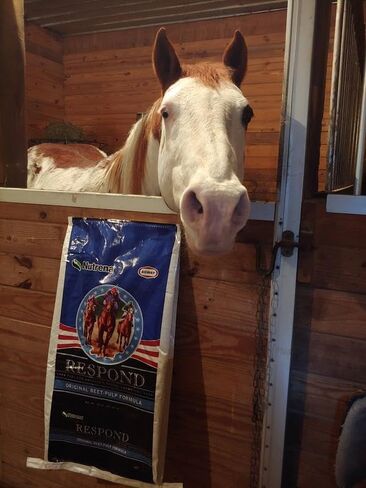 Nutrena Respond Beet Pulp Performance Horse Feed - 50 Pounds in Kuwait