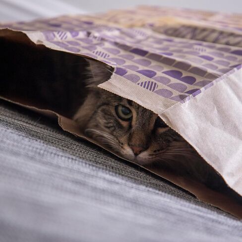 SmartyKat (2 Count) Catnip Caves Catnip Infused Bag Cat Toys - Brown, 2 Count in Kuwait