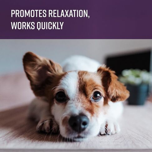 Sentry Calming Chews for Dogs, in Saudi Arabia