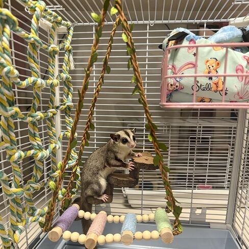 Sugar Glider Swing Toys,Natural Wood Rat Enrichment Toys in Saudi Arabia