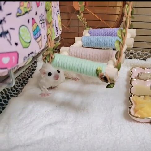 Sugar Glider Swing Toys,Natural Wood Rat Enrichment Toys in Saudi Arabia