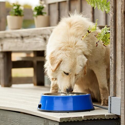 Farm Innovators SB-60 Signature Series 5.5 Quart Electric Heated Pet Water Bowl with Stainless Steel Insert, Thermostatic Control, 60 Watt in Kuwait