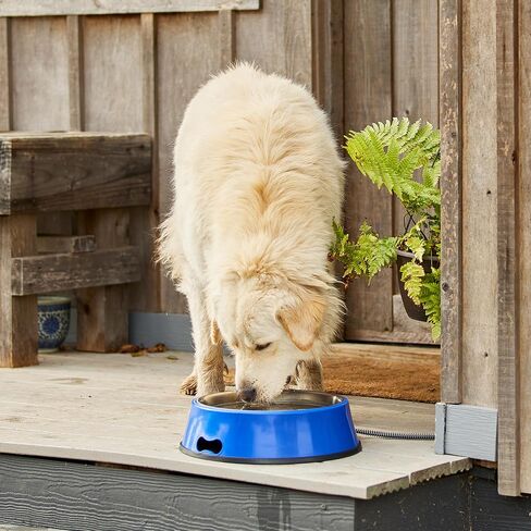 Farm Innovators SB-60 Signature Series 5.5 Quart Electric Heated Pet Water Bowl with Stainless Steel Insert, Thermostatic Control, 60 Watt in Kuwait