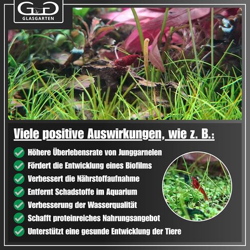 GlasGarten Bacter AE Content 70 g in Kuwait